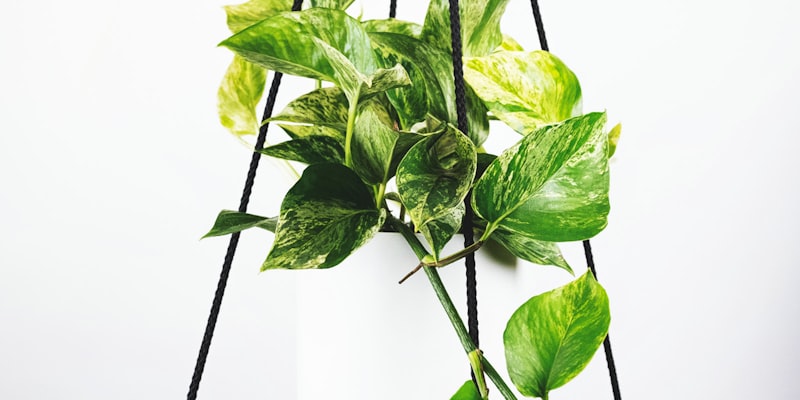 英超联赛积分榜数据分析图表